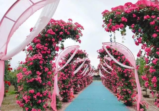  「体温检测」第四届〈花乡玫瑰〉艺术节！门票无限量免费送！