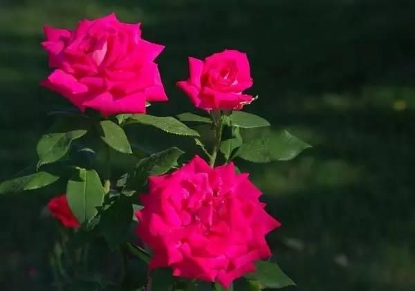  【花中】中国10大名花，哪个是你的最爱？