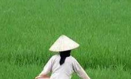 越南人口近亿，领土比云南省还要小，为何还能大量出口大米？