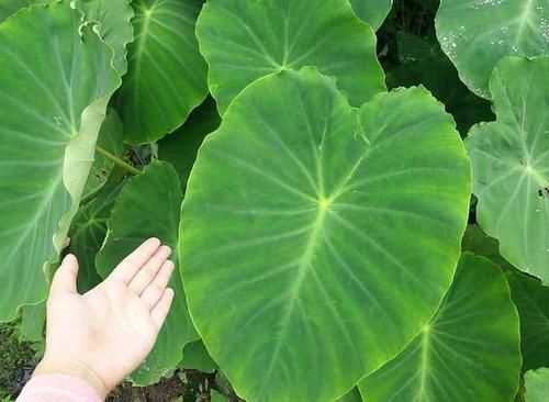  漂亮■一块“大芋头”，埋在花盆里，长出一盆滴水观音，比龟背竹还漂亮