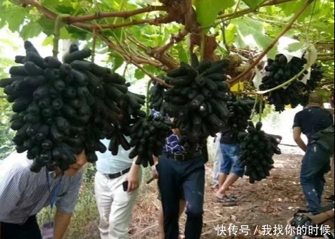  亲戚：我国伟大农业果树！一亩能挣19万，门前种两颗，来年送亲