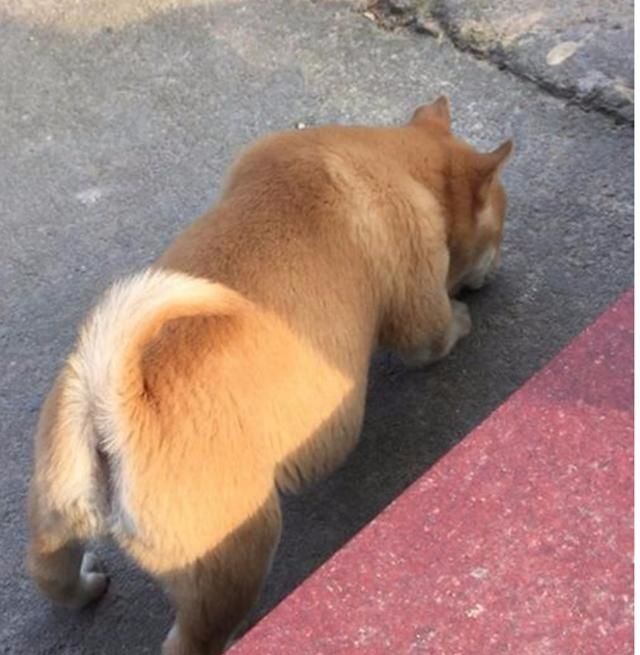 小伙领了只土狗回家,在家里胡吃海塞,一个月时