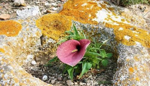  「大王花」这6种花“最臭”，开的再好看也没人养，第4种兰花能当“领带”