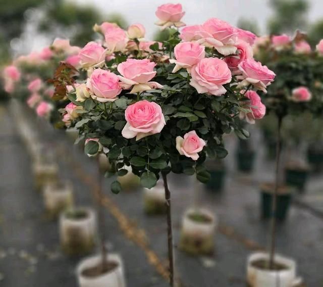  『开花爆盆』嫁接的长出枝条了怎么办不断打顶促枝，枝多月季开花易爆盆