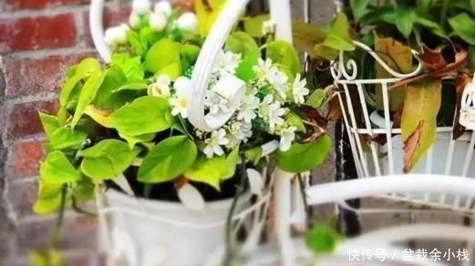 枯萎|避免室内花卉再枯萎和死亡,只要做到这五点!