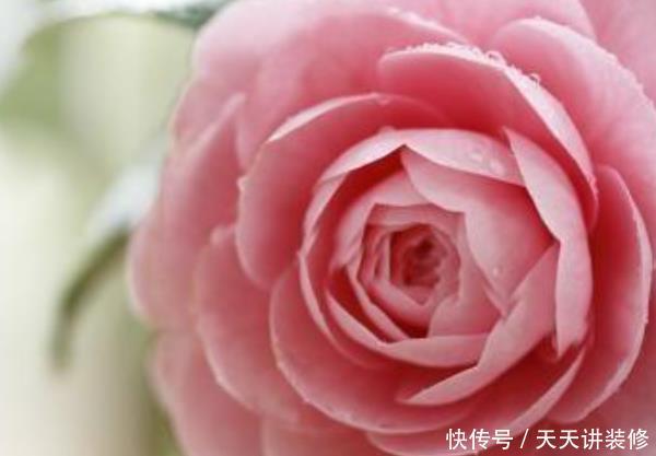 『家里』别在家里乱养花!这4种花“旺财镇宅又养人”,尤其是第三种!