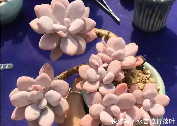  #女生#老睢养花多肉植物千千万，女生最爱是桃蛋，教你4个注意事项
