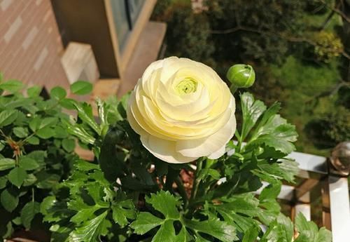  不妨：喜欢牡丹，不妨养“珍稀玫瑰”宠爱小姐，金蕊红衣，清奇美丽！