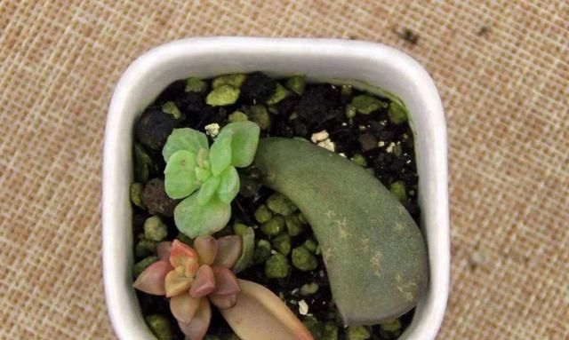  「植物」多肉植物掉叶子?趁着春天,捡几片埋土里,30天后就是一盆花