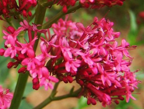  『养护』花开五颜六色，养在客厅超好看，花香浓郁花期长，花香飘满整间房