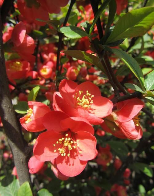  『鲜艳』此花颜色鲜艳，开花红红火火，此时观赏最适宜