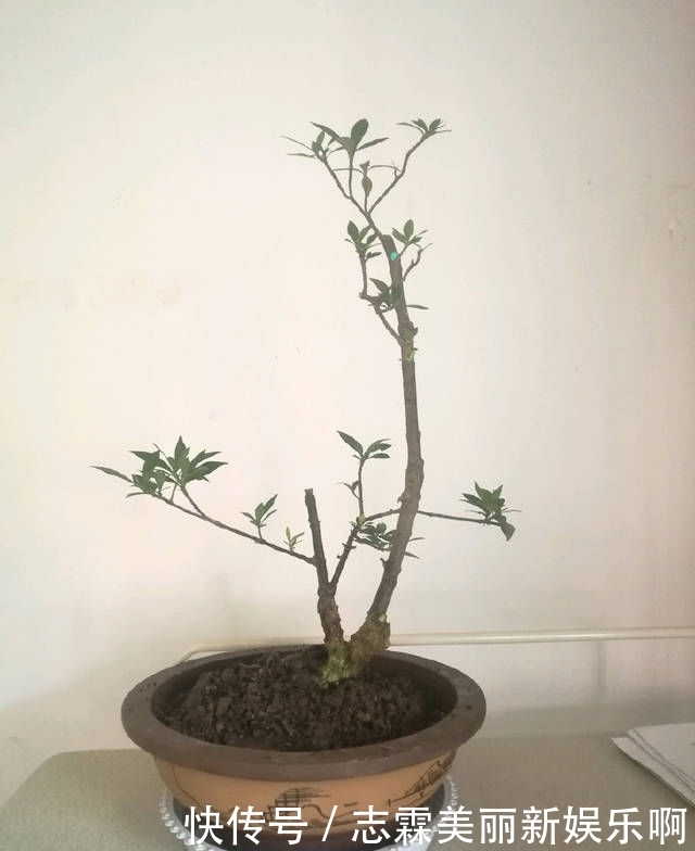  【子花小】有材料就有小盆栽，欣赏几盆大叶栀子花微盆景，短小精悍造型精美