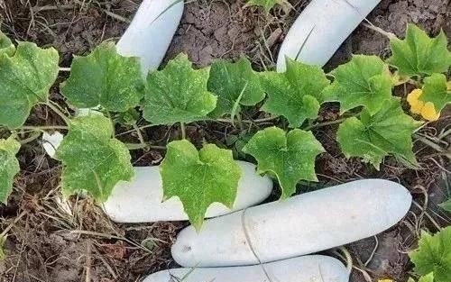  『瓜有』卖价贵3倍！这种“堆堆瓜”能自然存放1年，啥瓜有这么神奇？