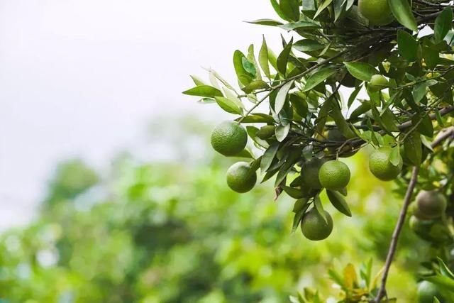 他买下30000小山头,造了一栋隐居的房子,远离城市,幽静清心