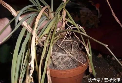  「空气湿度」吊兰叶子干尖要如何处理，为啥会出现这种状况