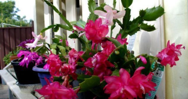  『花钱买』这4种“植物”，有钱人不会花钱买，仅用“1个枝”，一盆变多盆！