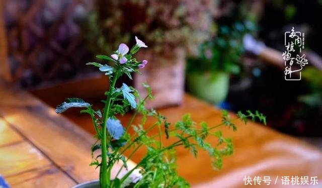  #喜欢#一粥一饭填饱肚子，一屋一花神仙日子！生命不止，玩趣不停！