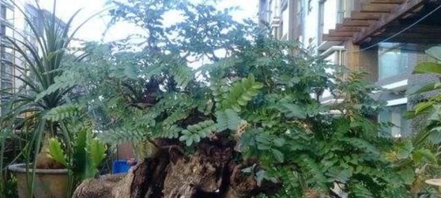  『清香木』房间有异味，那就养这4种“植物”，花香四溢，空气变更好闻！