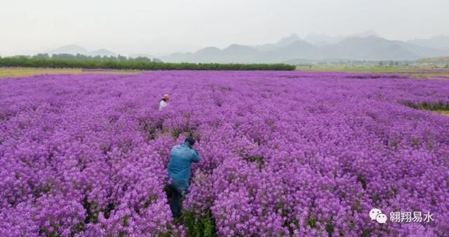  「同赏」母亲节，送花不如赏花，伴母同赏芍药花