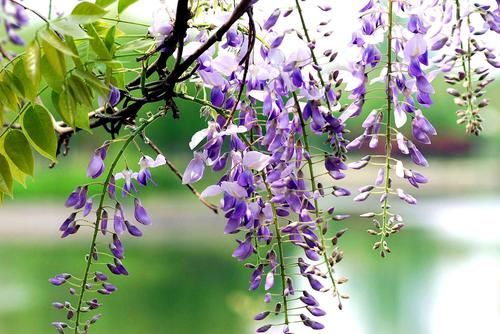 「适合」适合打造“花墙”的2种花,个个鲜艳美丽,花开茂盛惹人喜爱!