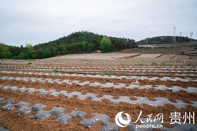  「扶贫」贵州威宁：扶贫蔬菜基地播种“希望”易地搬迁户收获安康