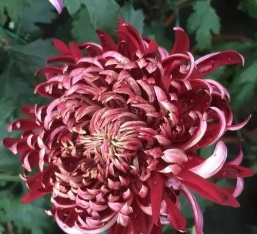  『代表着』花友选出了自己认为最美的50种花