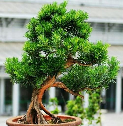 树形■养罗汉松盆景,怎样养出优美树形,增加观赏性