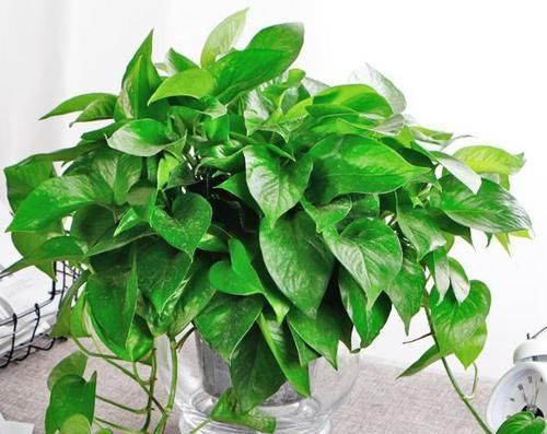  「水培植物的根系」水培植物用啥肥？2种肥料要“慎用”，很难吸收，还有可能烧根！