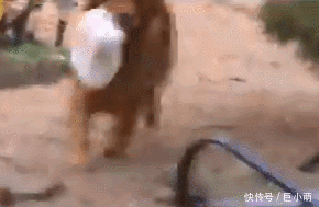  老人■帮独居老人买东西，主人使唤狗狗送过去，它超开心叼起东西就走