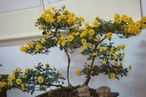 这些好养又不贵的小盆景，你喜欢吗