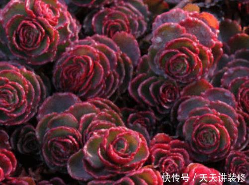 「速度」繁殖速度“最快”的4种多肉,容易长满阳台,买盆都跟不上趟!
