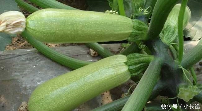  欧洲■100年前当稀奇从欧洲引进，因产量太高被嫌弃，农民不愿意