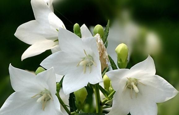 花卉盆栽|夏天养“3种花”最轻松,浇水能生根、有光就开花,四季花不断