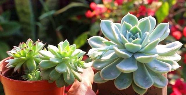  #春天#春暖花开，多肉植物这样养，叶肥茎也壮！