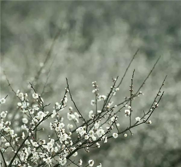  「追捧」花园种上这“2种”花，镇宅还养人，越养越贵，受人追捧！