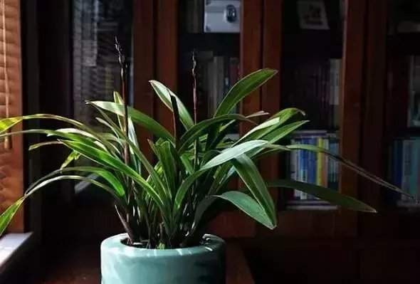  好处|喜欢养花的人几乎家家都有的植物，它的这些好处竟然没人发现？