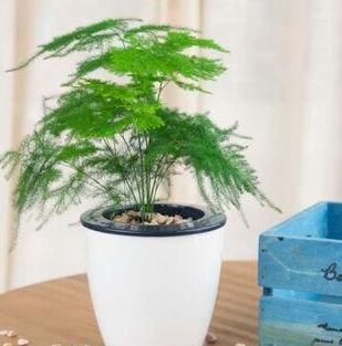  【森林】文竹盆土里插个“神器”，盆土状况一目了然，变成茂密“小森林”
