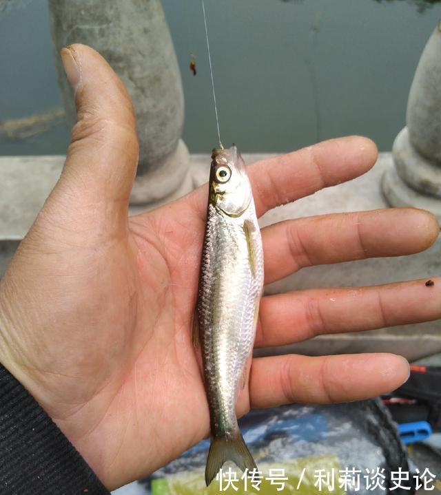  #把它放生#海淀区昆玉河，鲫鱼开口，送你钓小鱼攻略