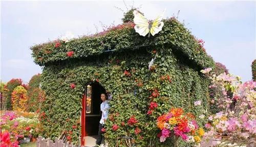  「造型产品」时下最流行的三角梅6大造型，造型精美，开花繁茂，把花开了花海