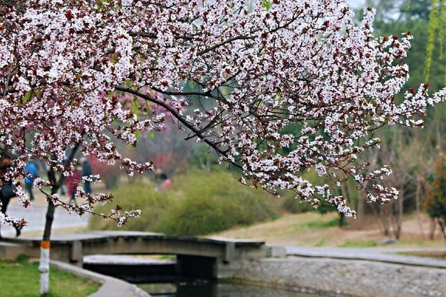三月春暖花开,又到了寻花问柳的季节!