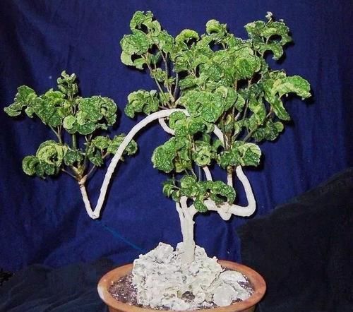 品种■福禄桐换个品种可能就不认识了,叶子差别这么大,选哪个品种好