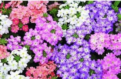  【阳台】家养这些植物，阳台开出花海，如梦如幻，寓意吉祥，漂亮好养