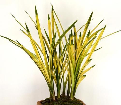  『小草』此兰获奖之最，叶片多异十分难得，花量很大，香气浓烈，小草大花