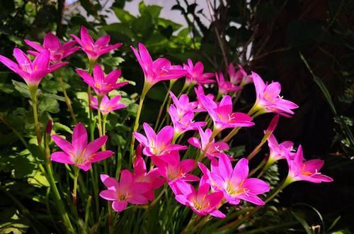  不妨■阳台不妨养此款花，开花贼美丽，轻松长一大丛，花开烂漫惹人爱