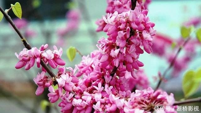 艳丽@紫荆花早春叶前开放,无论枝、干布满紫色花朵,艳丽可爱