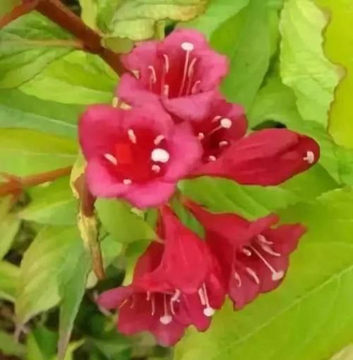  生长：花朵像仙女织出的锦带一样—“万钉簇锦若垂绅，围住东风稳称身”