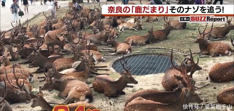 奈良公园的鹿群竟然大批聚在博物馆?看看