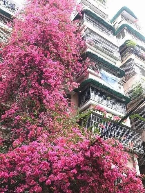  『三角梅』有院子的话，一定养这花，开花大又香！