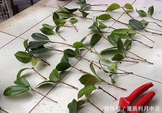 「扦插上以后」新手扦插茶花,记住1个“笨办法”,四季能操作,简单易成活!