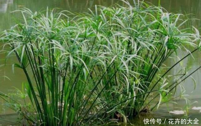  「不养」客厅养盆“镇宅花”，净化空气，旺财旺运又养人，不养太可惜了